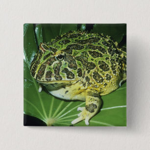 Ornate Horned Frog, (Ceratophrys ornata), 15 Cm Square Badge