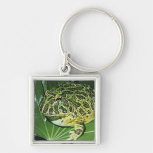 Ornate Horned Frog, (Ceratophrys ornata), Key Ring