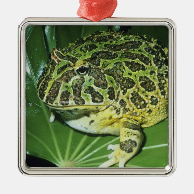 Ornate Horned Frog, (Ceratophrys ornata), Metal Tree Decoration (Front)
