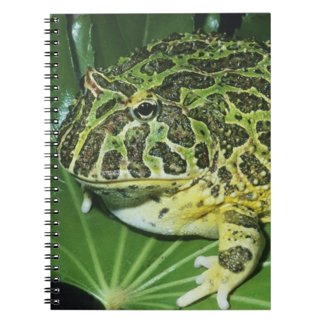 Ornate Horned Frog, (Ceratophrys ornata), Spiral Notebook (Front)