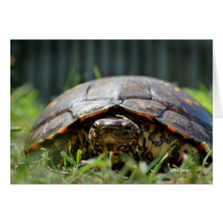 Ornate wood turtle at his level in grass