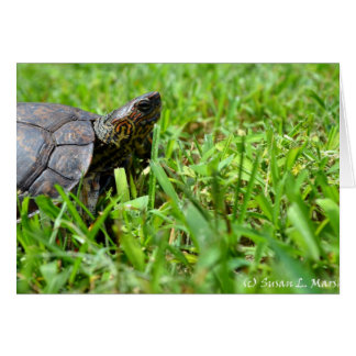 ornate wood turtle looking right
