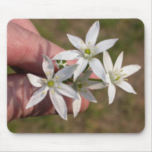 Ornithogalum umbellatum mouse pad