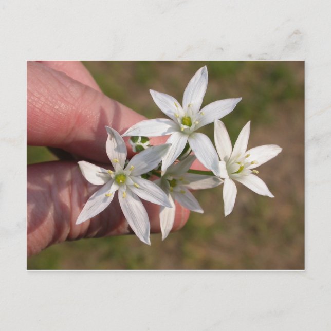 Ornithogalum umbellatum postcard (Front)