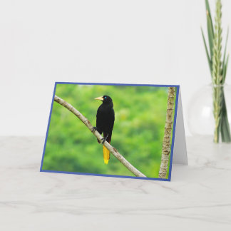 Oropendola Folded Greeting Card