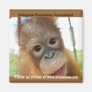 Orphan Animal Spring Promotion Magnet