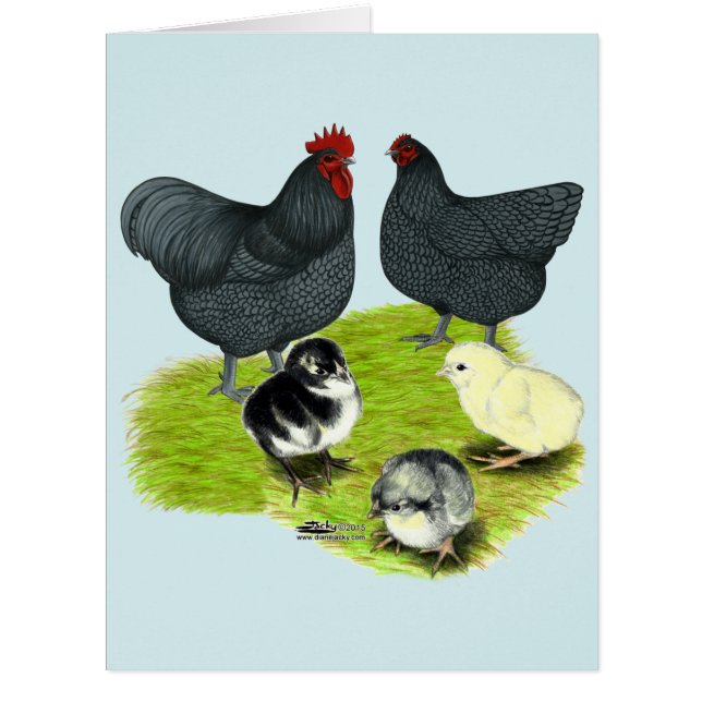 Orpington Blue Chicken Family (Front)