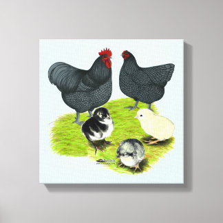 Orpington Blue Chicken Family Canvas Print