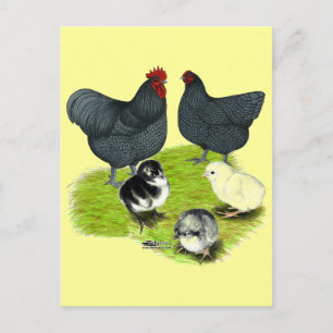 Orpington Blue Chicken Family Postcard