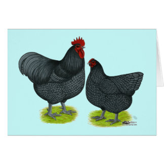 Orpington: Blue Pair