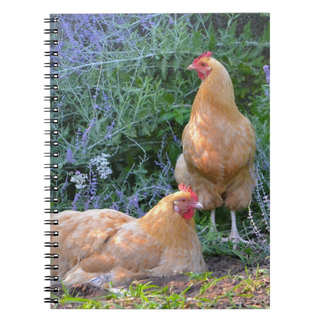Orpington Hen Notebook (Front)