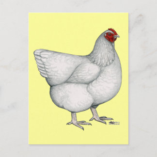 Orpington White Hen Postcard