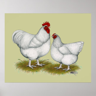 Orpington: White Pair Poster
