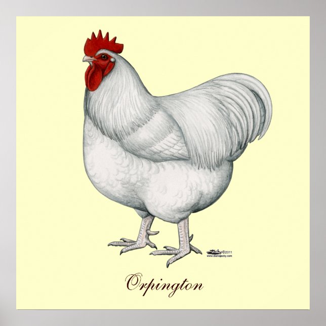 Orpington White Rooster Poster (Front)