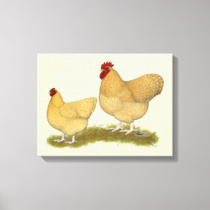 Orpingtons Lemon Cuckoo Canvas Print