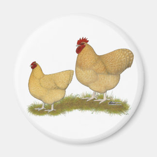Orpingtons Lemon Cuckoo Magnet