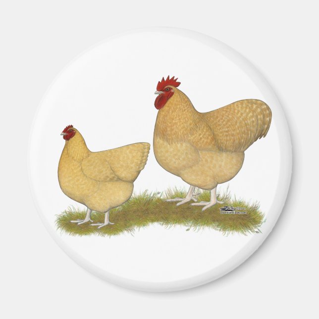 Orpingtons Lemon Cuckoo Magnet (Front)