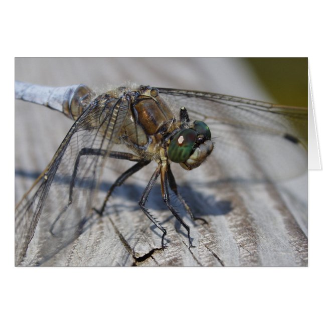 Orthetrum cancellatum (Front Horizontal)