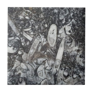 Orthoseras and Goniatite fossil Tile