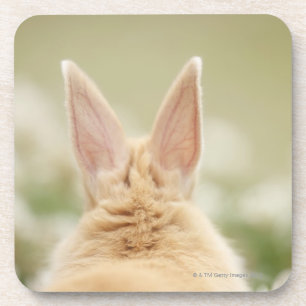 Oryctolagus cuniculus 2 coaster