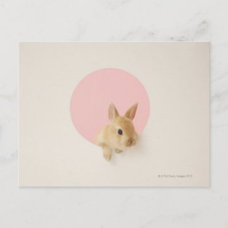 Oryctolagus cuniculus 3 postcard