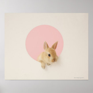 Oryctolagus cuniculus 3 poster