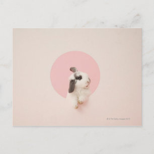Oryctolagus cuniculus postcard