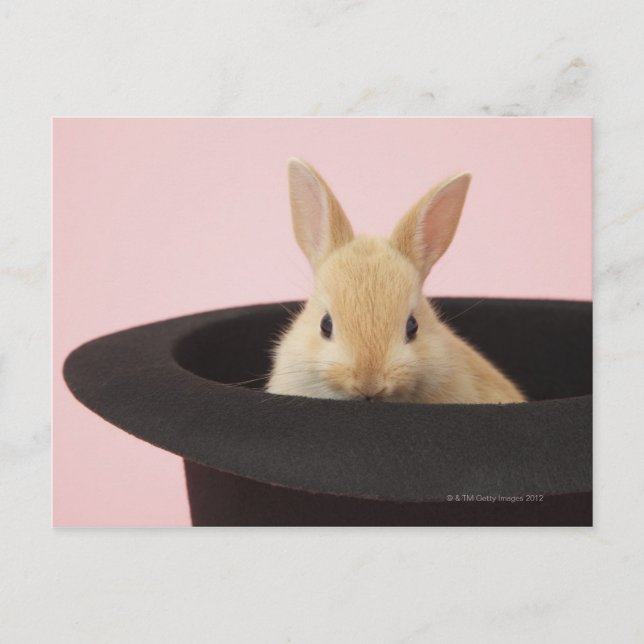 Oryctolagus cuniculus postcard (Front)
