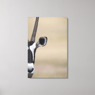 Oryx also called Gemsbock, Oryx gazella, Auob Canvas Print