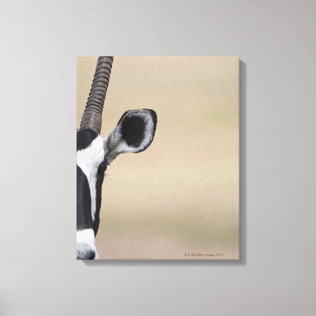 Oryx also called Gemsbock, Oryx gazella, Auob Canvas Print (Front)