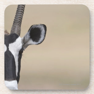 Oryx also called Gemsbock, Oryx gazella, Auob Coaster