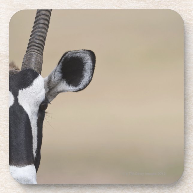 Oryx also called Gemsbock, Oryx gazella, Auob Coaster (Front)
