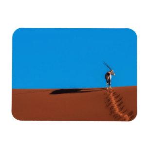 Oryx Antelope at the Namib Desert Magnet