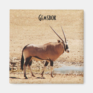 Oryx Gazella Kgalagadi Africa Magnet