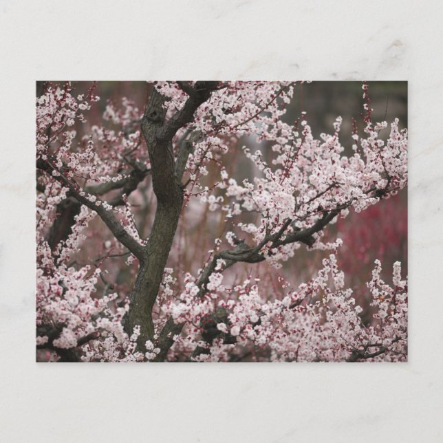 Osaka, Japan Postcard (Front)