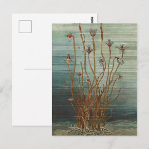 Oscar Schmidt Vintage Marine Biology Sea Print Postcard