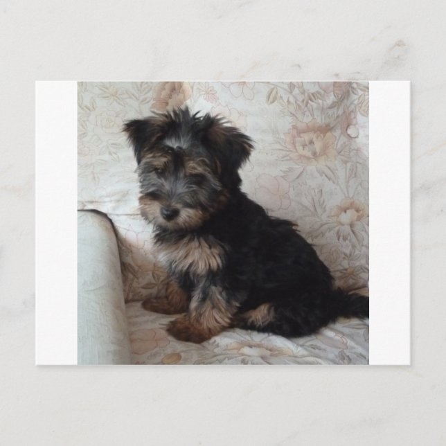Oscar the Yorkshire Terrier Puppy Postcard (Front)