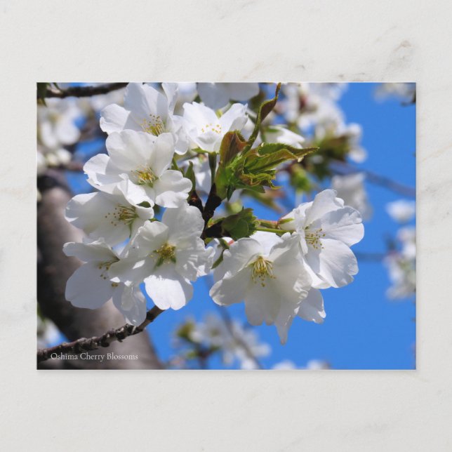Oshima Cherry Blossoms [Postcard] Postcard (Front)
