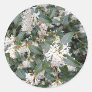 Osmanthus Burkwoodii in the Park Classic Round Sticker