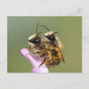 Osmia bicornis postcard