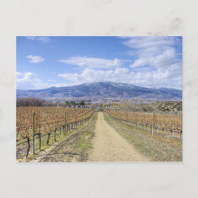 Osoyoos Vineyard View Postcard (Front)