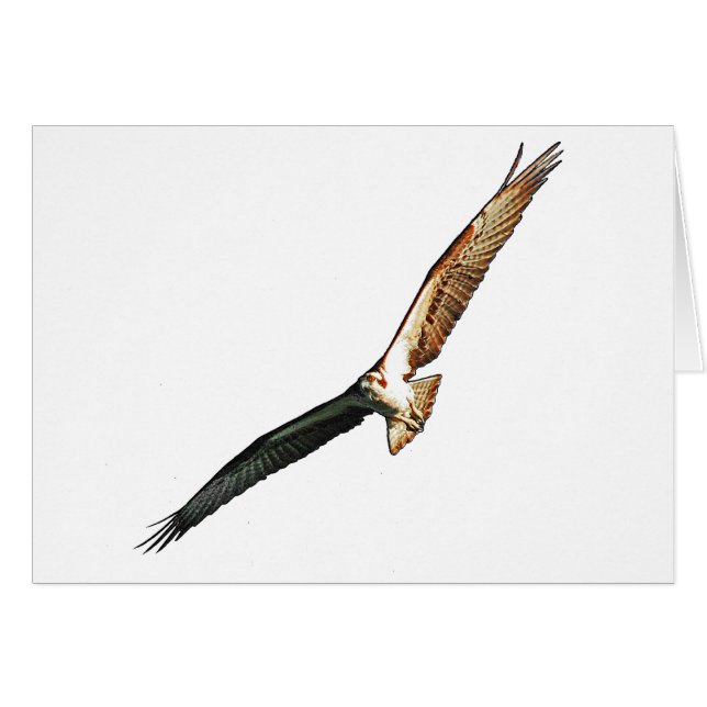 Osprey (Front Horizontal)