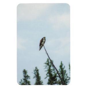 Osprey 9028 magnet