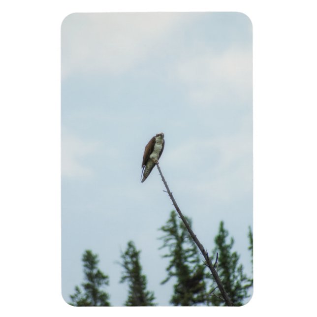 Osprey 9028 magnet (Vertical)