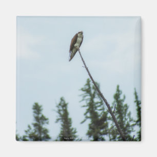 Osprey 9028 magnet