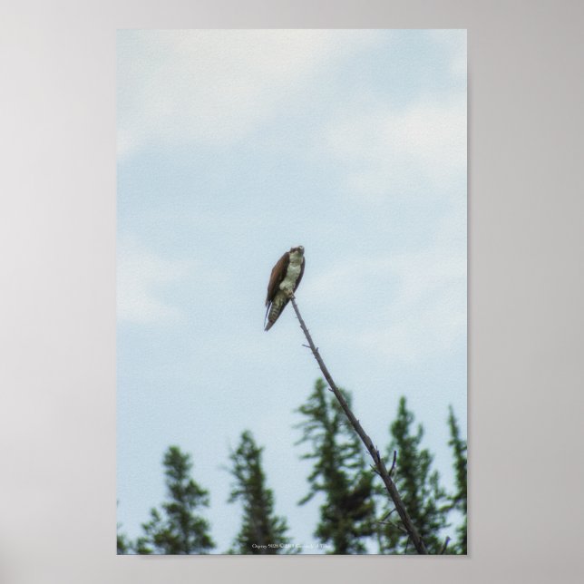 Osprey 9028 poster (Front)