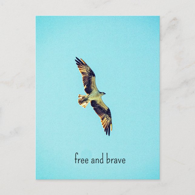 Osprey art holiday postcard (Front)