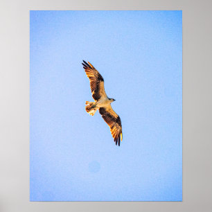 Osprey art poster