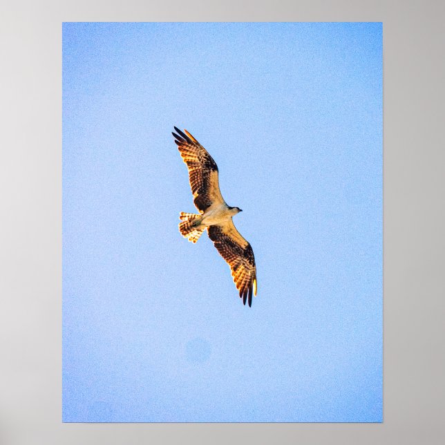 Osprey art poster (Front)