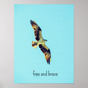 Osprey art poster